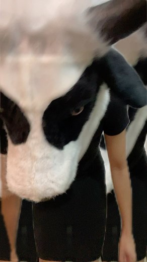 Happy Unhinged October 🐮 Yes, I went back to Spirit Halloween 😂 #puertorican #dancechallenge #october #octobermood #octobertiktok #boricua #lavaca #cow #cowtok #cowprint #halloweencostume #halloween2024 #cowlife | floris_lilium