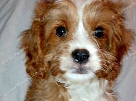 Adorable Rubyred & White Cavapoo Puppies Available Now - £1,800
