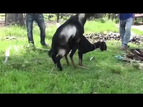 Wonderful goats mating video | Amazing Rare Male Goat With Udders Giving Milk and Mating