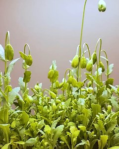 16M views · 2.1K reactions | A beautiful flower timelapse  | MetDaan Makeup | Facebook