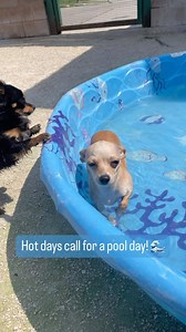 Hot days call for a pool day! Stay cool, stay hydrated, keep your pets safe from the heat! ☀️🌊🐾💕 #Rescuedog #rescuedogsofwinnipeg #rescuedogsofinstagram #animalservices #adoptme #petfinder #dogsofinstagram #adoptabledogs #winnipeg #manitoba | Winnipeg Animal Services