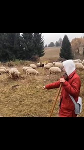 Ciobănie Draga Mie-Teodora | Ana Maria