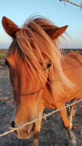 2.9K views · 186 reactions | Punkin aka punky dunk, punk, punkin head, punkin butt, Punk a dunk, punk, funky dunk, funky punky, punkin booty  Yes she's mini but mighty. We bought her two years before we even opened the rescue from a kill pen. She was a WILD red haired woman. But only 2, so we bought her and brought her home and our kids broke her. Now she's the best pony around to start little kids on. She's spicy, but we love her.  | Southern Twang Second Chance Ranch | Facebook