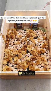 Did you know? Each chick has a tiny egg tooth just for breaking out of the shell😂😂 #broiler #farmlife #kienyeji #broilers #poultry #SmartFarmingKenya #poultryboss #kienyejichicken #layers #eatyourstock | Poultry farming kienyeji chicken kari kuroiler layers broilers