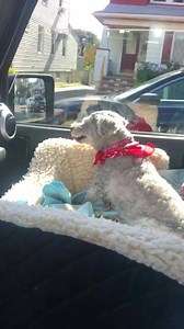 Bichon Frise Rescue of NNJ on Reels