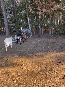 Mt. Airy Livestock Exchange on Reels