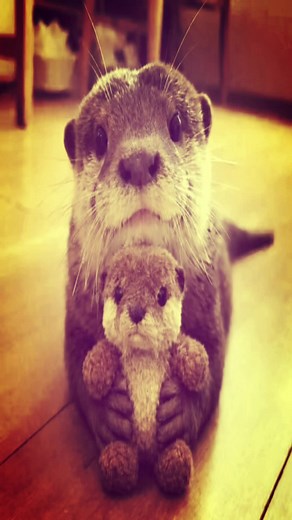 Cute Otters Compilation — Why Otters Are So Cute