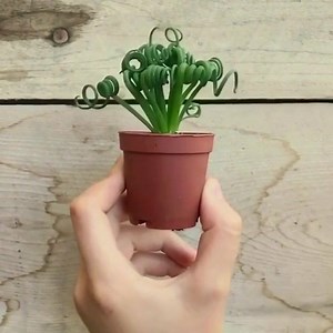 Albuca Spiralis #suculentanalata | Suculenta Na Lata