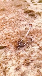 907K views · 2.9K reactions | Snake  vs mongoose | nature lover | Facebook