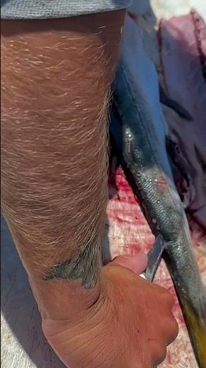 Learn how to fillet a Pacific barracuda also called a California barracuda. ￼