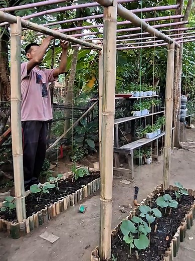 Easy Pumpkin Growing Guide: Seedling to Trellis