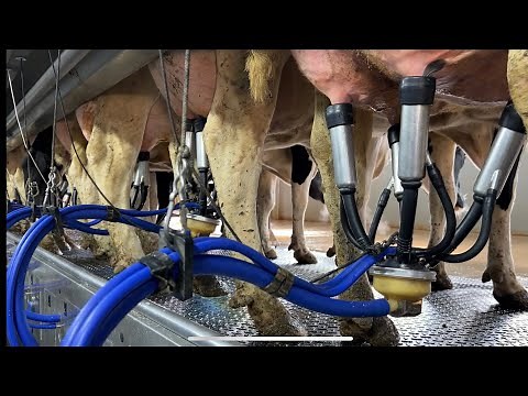 Milking Process