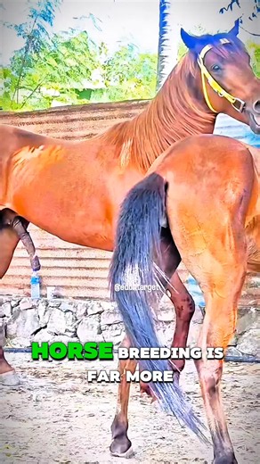 The Amazing Journey of Horse Breeding | From Stallion & Mare to Newborn Foal 🐎 #horsebreeding #horse #stallion #mare #equine