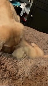 My little love😍😍 | Dog lover