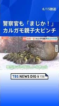 Spot-billed duck family stranded in traffic! Police rescue them, but... "Are you kidding?!" Unexp...