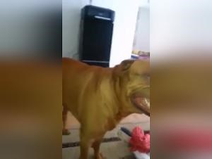 Bordelais Mastiff fucks Woman Part 1
