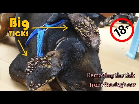Removing the tick from the dog's ear #ticks | dogs ticks