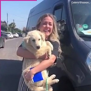 258K views · 355 reactions | Woman bursts into tears after meeting her adopted puppy   (Wait until 01.30 to see a bride’s puppy surprise!) | Daily Mail US | Facebook