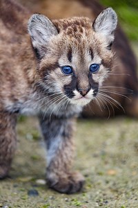 Puma cub walking