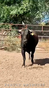 Listos para irnos hasta Atopoltitlan Tehuitzingo Puebla. #RanchoAmanecer #LasMaquinas #JosueRomualdo | Rancho Amanecer