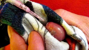 77K views · 1.3K reactions | A wombat's gestation/pregnancy is 28 days, after which time the joey climbs up into the mothers pouch. This pinkie wombat would be a couple of days old I would imagine as she is smaller than my thumb. All I can do for her is feed her and keep her warm. I could not as a human replace her 'mother' at such a young age. So 2 more wombats gone effectively. | Sleepy Burrows Wombat Sanctuary | Facebook