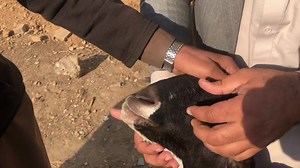 Pregnancy toxaemia in Goats !Dr inam khan !PEM in goats !meningitis Diagnosis! Star gazing signs #pregnancy Toxaemia #pregnancy toxaemia diagnosis #pregnancy toxaemia treatment #pregnancy Toxaemia in small animals #pregnancy toxaemia and listeriosis #pregnancy_toxaemia signs and symptoms #Differential diagnosis of pregnancy toxaemia | Vet physician