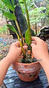 Menanam Anggrek dengan Media tanam Arang ‼️happy gardening 🤩 #fblifestyle #menanamanggrek #mediatanamarang #repottinganggrek | Senja Orchid