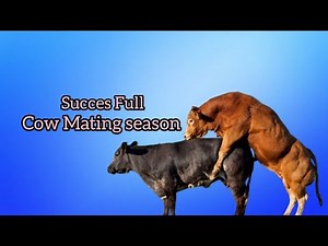 Cow Mating Naturally succes