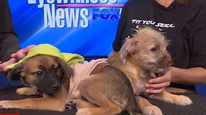 Meet the Pets of the Week, Yoda and Chewie, from Bakersfield SPCA! DETAILS: https://bakersfieldnow.com/features/pet-of-the-week/pet-of-the-week-oct-17-10-17-2023 | BakersfieldNow