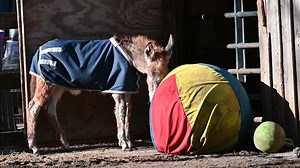 This girl got her ears slathered with coconut oil and some essential oils yesterday. She is getting more and more aware and healthier. | Down to Earth Animal Rescue and Sanctuary