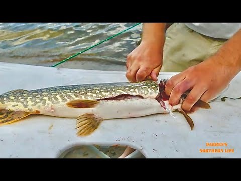 How To Clean Northern Pike Boneless