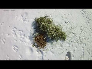 FEEDING WILD RABBITS DOS AND DONTS video