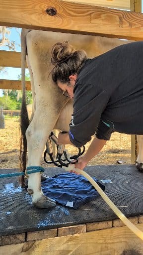 Using our milking machine for the morning milking of our family dairy cow 🐮 Sylvie is 43" tall & and is a (mid sized) mini Jersey dairy cow. She is about 8 months into lactation, her calf recently weaned, and she gives about 2.5 gallons of milk between two milkings right now 😊 . . #dairycows #milkcow #dairygoats #homesteading #farmlife #slowliving #countryliving #minicow | Reformed Acres