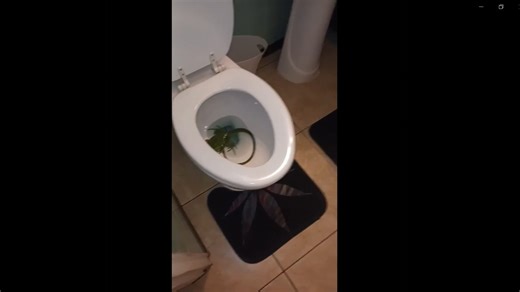 Florida man finds iguana in his toilet: 'I don't know how it got there.'