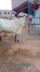 Qurbani ke Behtreen Janwar 2021 contact: 03329222022 Location: Bhains colony no 6 near shahzad medical karachi. | Cow Mandi ( Bakra Eid in pakistan )