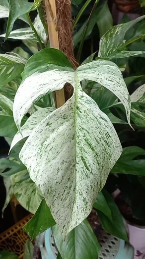 How do you care for marble Epipremnum pinnatum? #epimarble #variegatedplants #rareplants #viningplants #hardensasiyudad | Harden sa Siyudad
