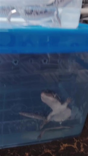 Reptile Notes Expo Malaysia on TikTok