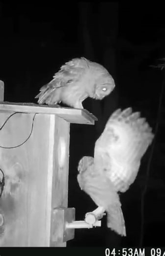 2.4K views · 80 reactions | More action at the #barredowl nest box in CT. Here you'll see the outside view, as well as the inside. Outside is a cellular #trailcam from Stealth Cam and the inside view is from a Green-Backyard camera. Make sure you turn up the volume to hear all the bickering! Lebanon, CT | Fish Guy Photos | Facebook