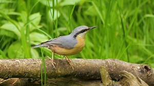Nuthatch, Garden Bird, Feeder