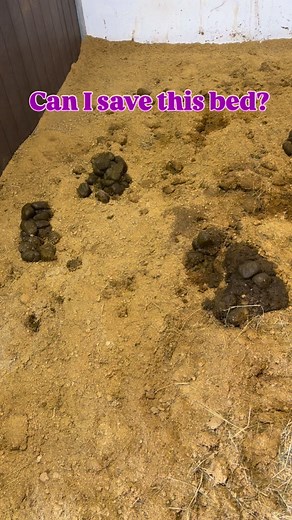 Our big gelding George clearly threw a proper party in his stable last night… but with Concord Straw Pellets, even the messiest beds are easy to rescue! 💜🙌🏻 💡 Tip: The Concord Rake = game changer Who else has a horse that loves a party? 🙋‍♀️ | Concord Equestrian Straw Pellets