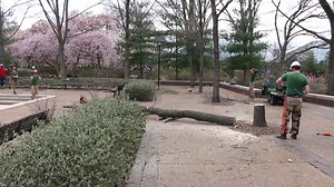 1.4K views · 27 reactions | Tree risk assessment is an ongoing process through which Garden arborists evaluate the health of trees on Garden grounds to ensure visitor safety. | Missouri Botanical Garden | Facebook