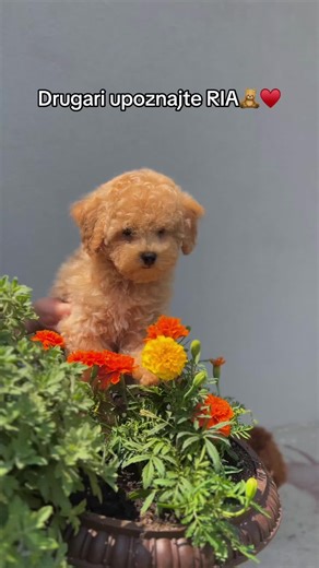 Hello Rio! Z😍💫🤗 #teddy #toypoodle #toypoodlesoftiktok