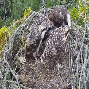 1.9K views · 66 reactions | Fish Tussle © Birds of Poole Harbour. | Million Viewer | Facebook