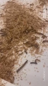 Filistin destekçileri, ABD’de Netanyahu’nun kaldığı otele girerek her yere böcek döktü. | TRT Haber