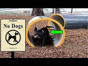 Watch how to sign 'law offender' in American Sign Language.