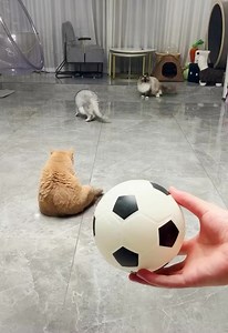 #zanimljivost Mačke igraju fudbal🤣🤣👍👍👍 | CRI Srpski