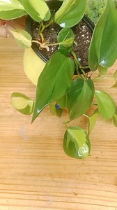 21K views · 62 reactions | Beautiful makeover idea for the beautiful 'Heart Leaf Philodendron' plant. #gardeningideas | Fashion home gardening | Facebook