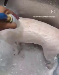 Happy Pets Dog Grooming Services (Trinidad) on Reels