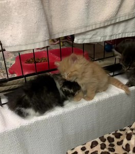 This is what happens after a couple of hours of playtime for all of the shelter kittens. They end up scattered about the cat room dozing off and we place them back into their comfy beds for a much needed nap 💙💤 | Cuba, MO Animal Control