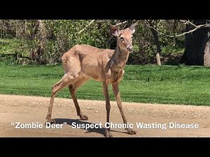 Farmer frightened- Zombie Deer Illinois whitetail buck diseased. Suspect chronic wasting disease.